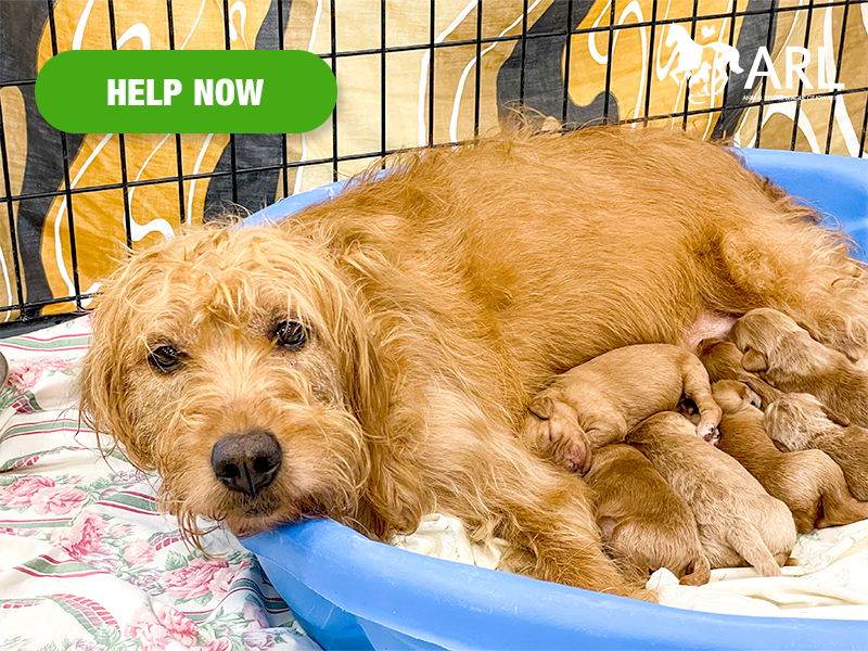 A dog laying down in a crate nursing puppies.