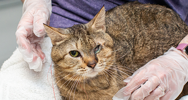 Nearly 30 cats rescued from van in extreme heat