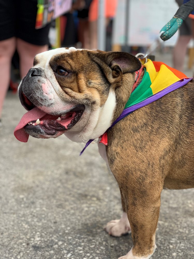 pride dog