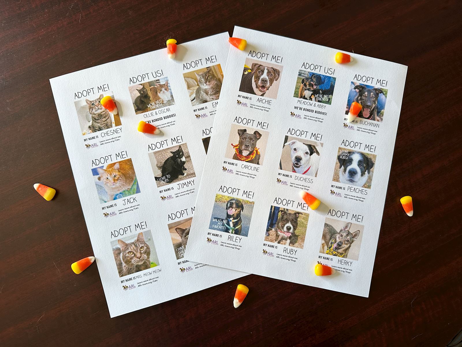 Showcase Adoptable Pets On Halloween Candy