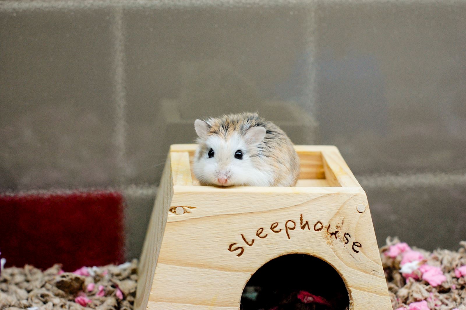 Shelter Dogs of Portland: BABY HAMSTERS - nice easy little pets