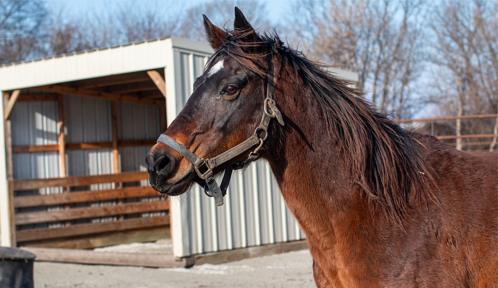 rescue ride relocation fund