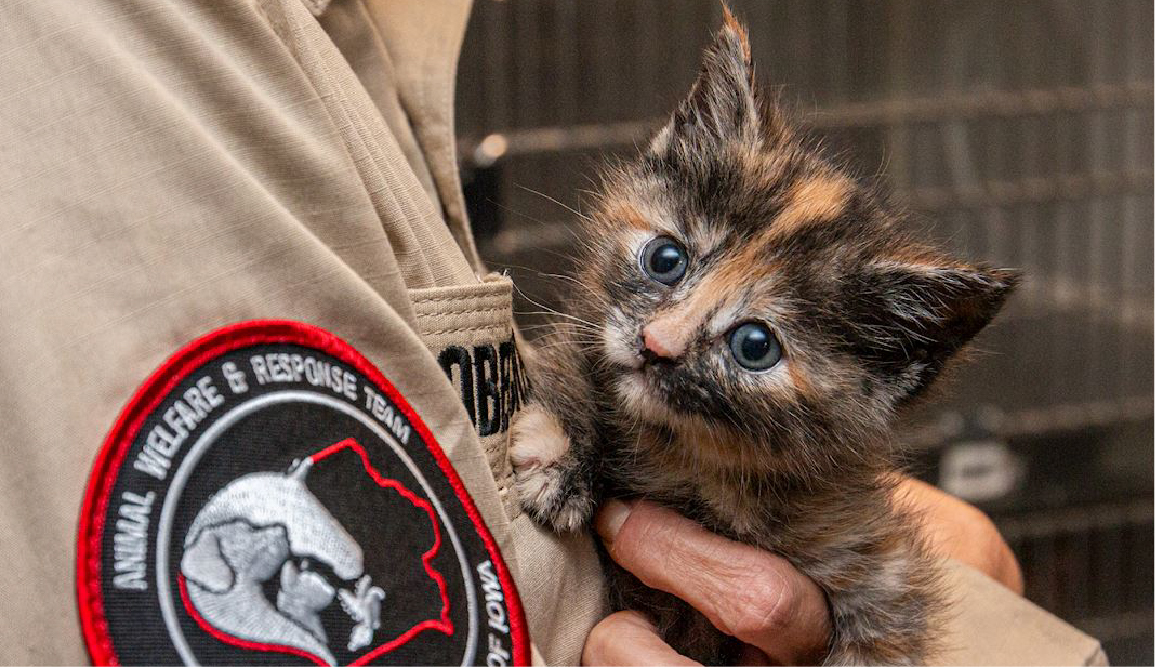 animal welfare and response team photo kitten rescue