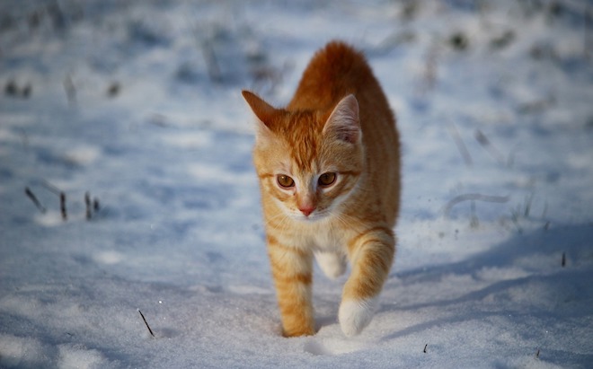 Help outdoor cats keep warm this winter