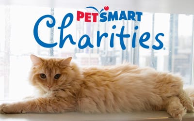 Adopt A Pet  PetSmart Charities