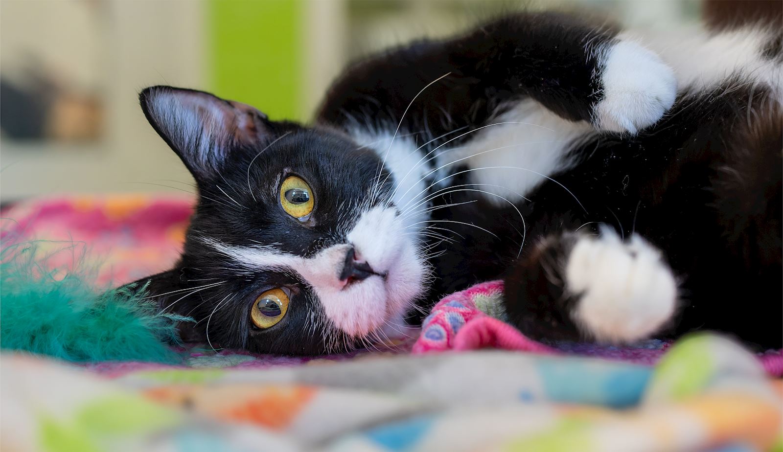 Donor Advised Funds image of black and white cat