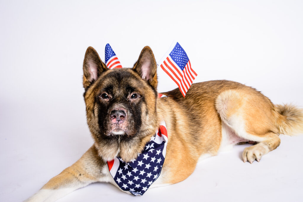 Patriotic dog with red white and blue accessories