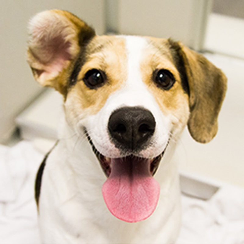 A happy dog with one ear flopped over and its tongue out, sitting on a white blanket and looking up at the camera.