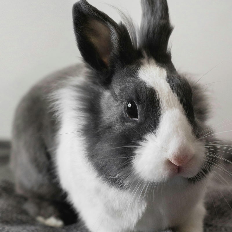 pexels-photo-3820509-min