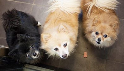 All-About-Pets-Photo