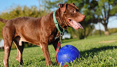 Area-Dog-Parks-Photo