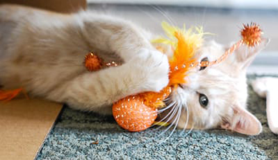 Care-AFter-Adoption Care-AFter-Adoption