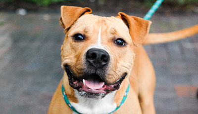 Des-Moines-Lost-Pets