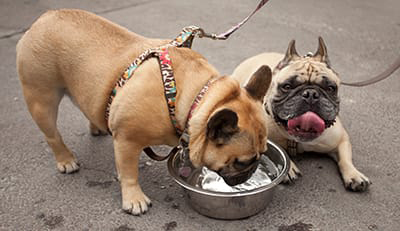 Dog-Friendly-Cities-Photo