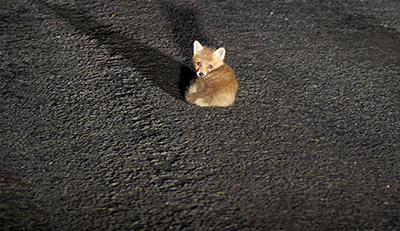 I-Found-Baby-Wildlife