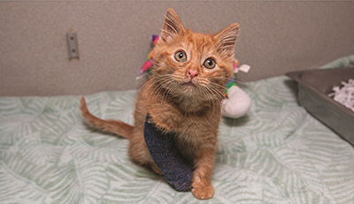 Miracle-Medical-Fund