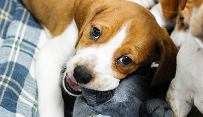 Pet-Friendly-Hotels-Photo