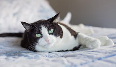 Pet-Friendly-Housing-Photo
