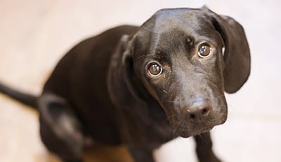 Pets-in-Disaster-Photo