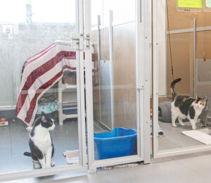 The-Purradise-Suites