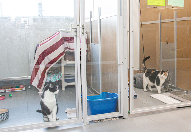 The-Purradise-Suites