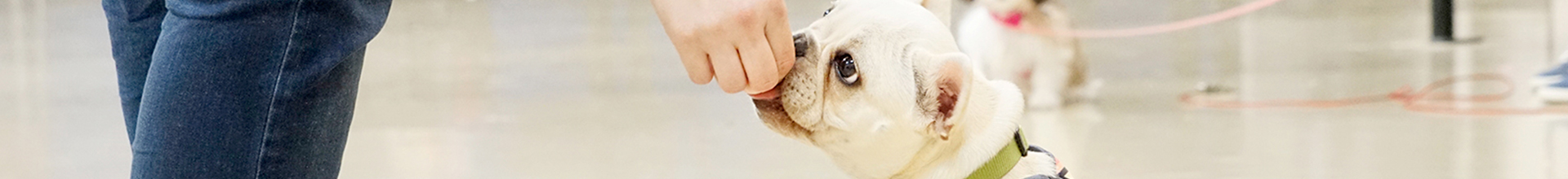 Training-Classes-Header A person in jeans extends a hand to feed a treat to a white bulldog wearing a harness, who looks up attentively in a bright indoor setting.