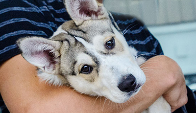 Veterinary-Assistance-Photo