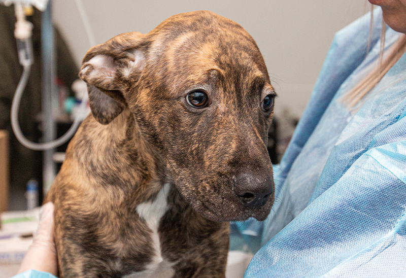 0111_7 dogs_eappeal_Content_01