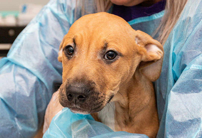 0111_7 dogs_eappeal_Content_02