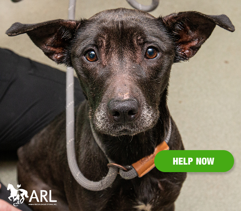 When an ARL Animal Services officer stepped into a Des Moines home, the stench was overwhelming. Following the sounds of barking, the ARL officer discovered two large dogs in a basement, shut in separate wire crates, living in their own filth, with no food and no water.