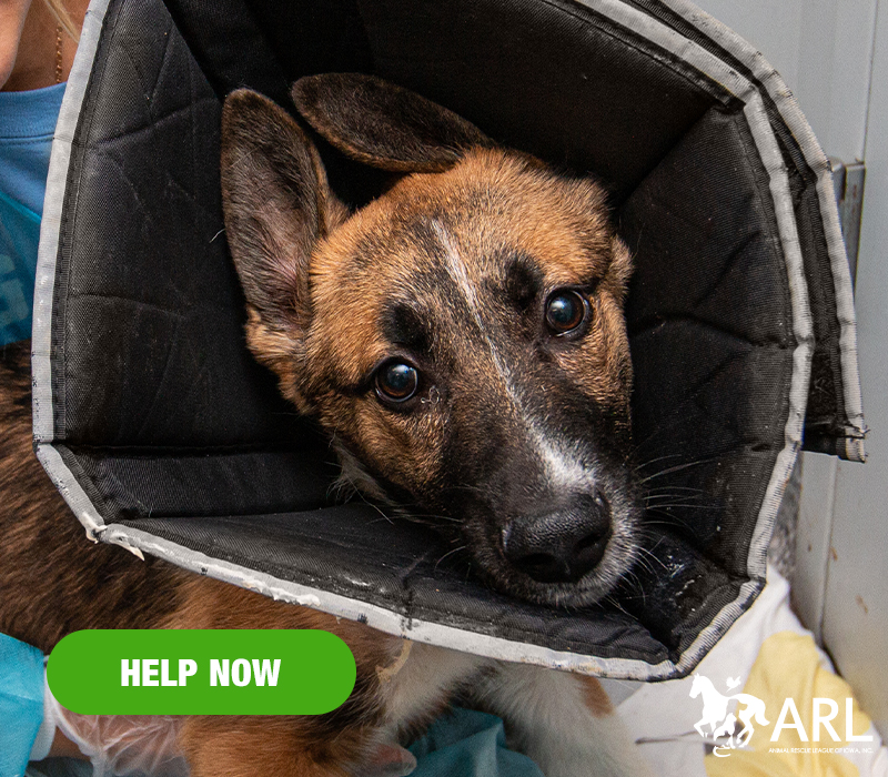 Danny was found on a rural Iowa road, alone and in severe pain. We can only image how terrified he was - just 4 months old and injured with no one to help him.