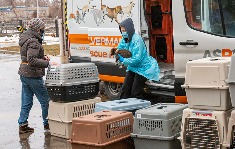 30 dogs just arrived at the Animal Rescue League of Iowa from an overcrowded shelter in Mississippi. Like many shelters in the south, they were overwhelmed with animals and they desperately needed help to give these dogs the second chance they deserve.