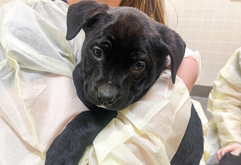 0121_totepuppies_eappeal_Content01