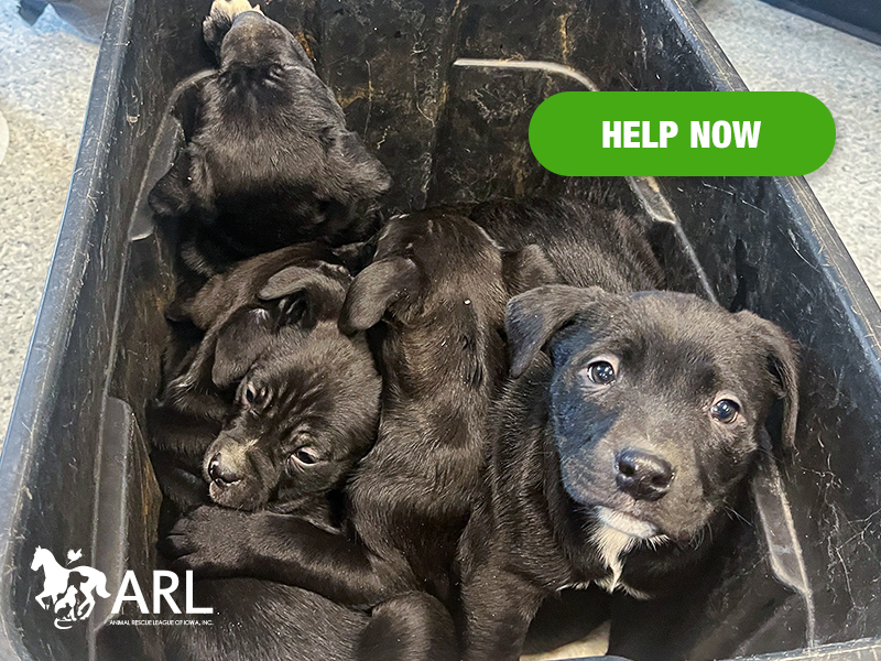 Yesterday, in the middle of this bitter cold snap we're all enduring, five vulnerable puppies arrived at our doors. They'd been found abandoned in a plastic tote, left by the side of the road in rural Iowa - where temperatures were in the single digits, with wind chills as low as 15 below zero.