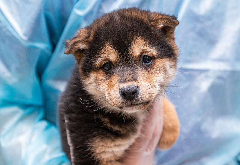 0129_shibas_eappeal_Content_02