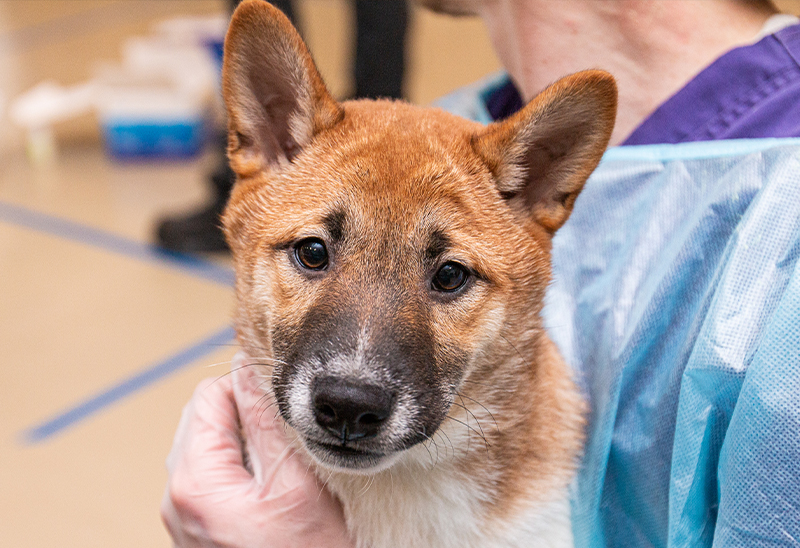 0129_shibas_eappeal_Content_04