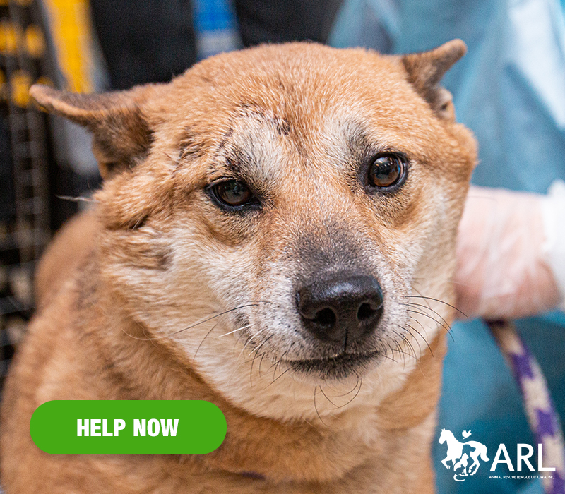 The ARL Mobile Rescue team has been deployed to remove hundreds of dogs from commercial breeders and puppy mills over the last few months, and the latest call for help was just days ago