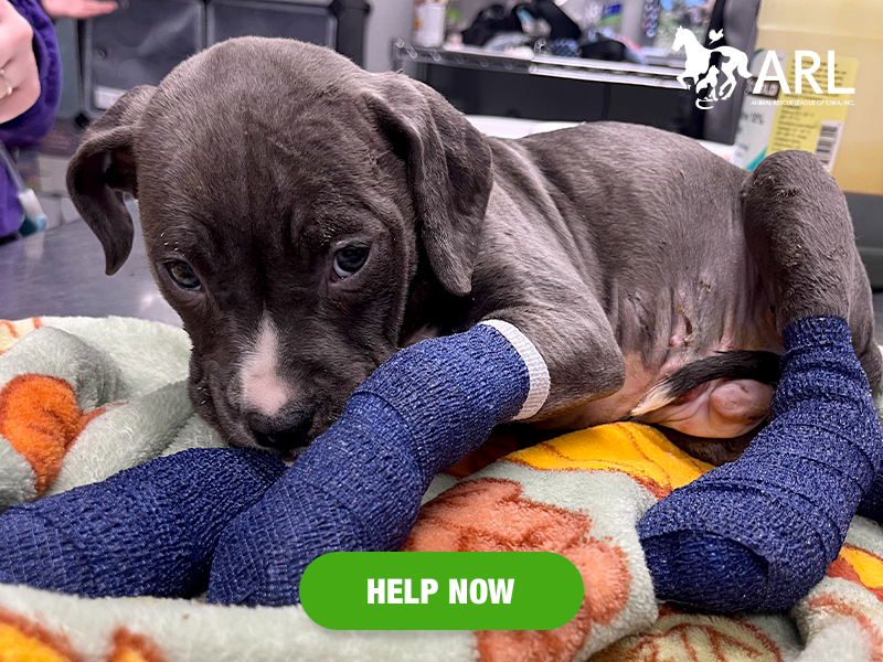 We can't imagine what Huey went through. The sight of him when he came through our doors was heartbreaking. This little puppy was suffering from severe burns to all four paws, as well as burns to his face and his tiny ears. It was clear he was in pain.