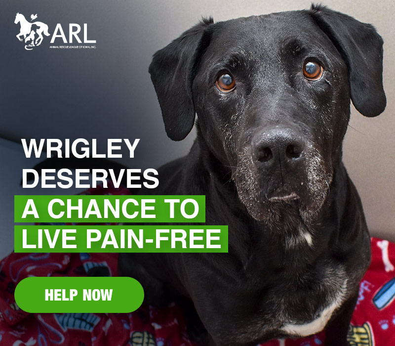 By the time Wrigley arrived at the Animal Rescue League, he had been in pain for a very long time. He'd been suffering for so long that the inflammation had permanently damaged the insides of his ears, making it harder to cure any infection.