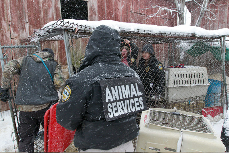 We knew that with negative double-digit temperatures ahead, these dogs couldn't wait. On the way to the property one of the 4 vehicles in our caravan slid off the road, so we towed it back on and continued on. But we knew it meant we had to act fast.