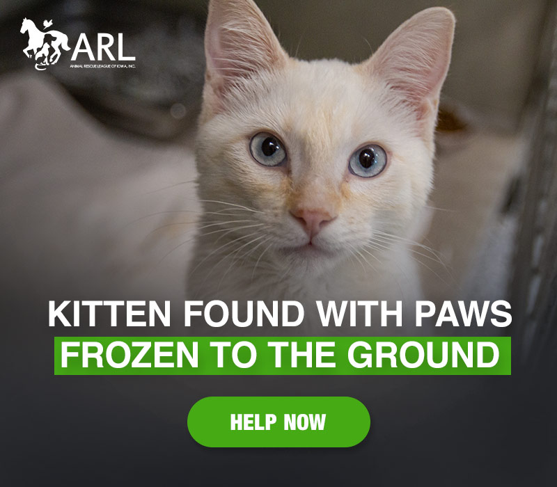 The poor kitten, who we have named Olaf, is lucky he was found when he was. If he'd spent any more time in the bitter cold and brutal wind he may not have made it.