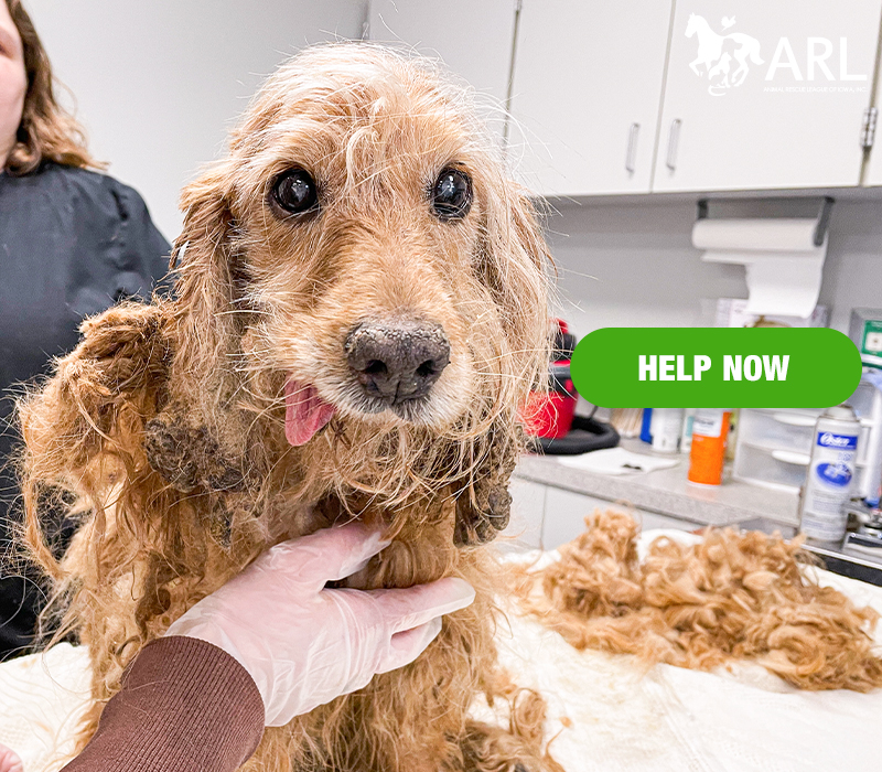 Murphy was soaking wet, his fur completely matted and pulling at his skin when an ARL Animal Services officer responded to an urgent call to help a dog found lying on the side of the road.