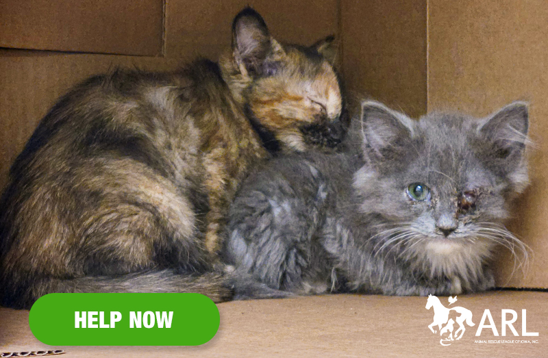 The ammonia in the air was stifling. Every room in the house was covered in cat feces and trash that clung to ARL rescuers' boots with each step they took. Cats were everywhere.