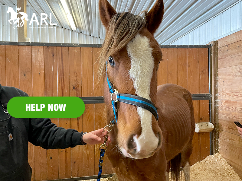Apollo arrived at our Second Chance Ranch in rough shape. At 2 years old, he was weak, heartbreakingly thin and suffering from a serious head wound. He struggled to eat and drink, and, on top of everything else, we were told he was likely suffering from strangles, a highly infectious disease that can cause painful swelling and abscesses.