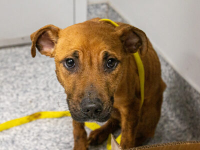 0301_Amilia-and-Scrappy_Content_03