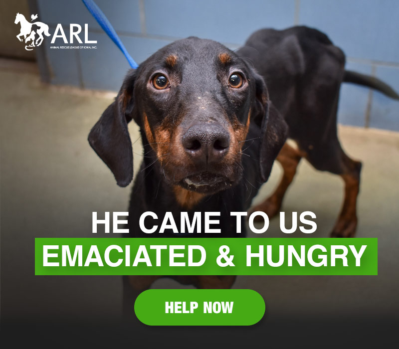 When Jax arrived, the sight of him took our breath away. He was literally skin and bones. No fat. No muscle mass. We weren't sure how he was even standing.