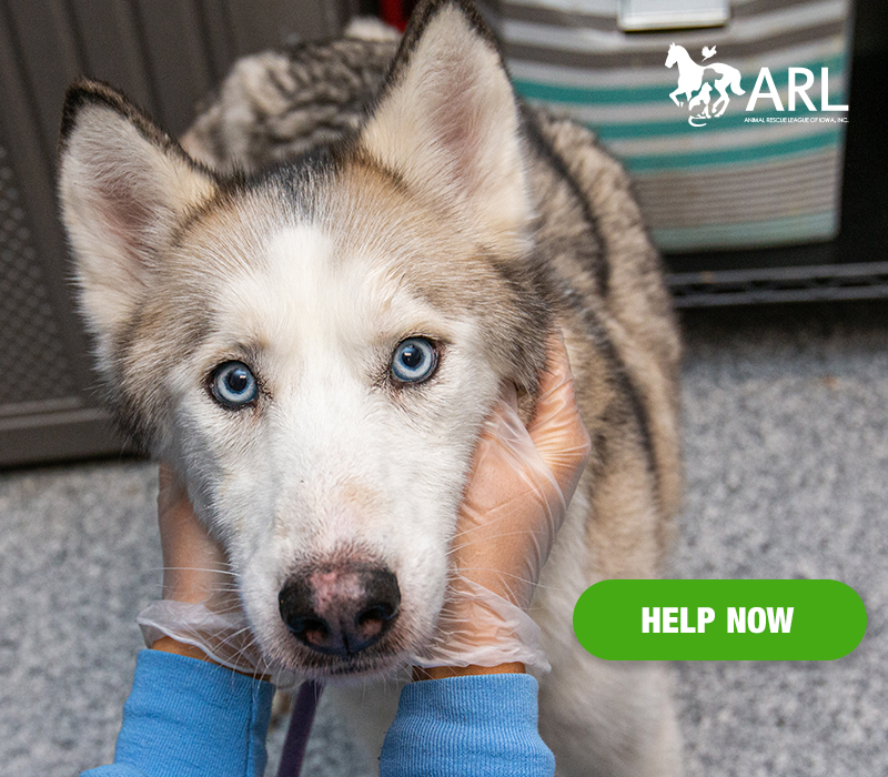 When ARL Animal Services officers received a shocking call about a husky who was so starved and dehydrated it had to be humanely euthanized, we also were alerted to something else alarming: There were other dogs in the home that may be in trouble.