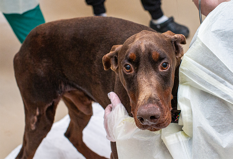 0311_dobermans_eappeal_Content01