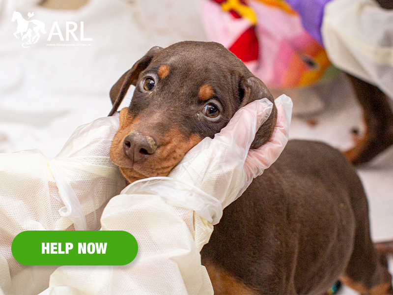 Our Animal Welfare & Response Team works tirelessly, partnering with law enforcement and other agencies across the state to respond when animals need us most. So when we received an urgent call for help with a situation involving dozens of dogs at a commercial breeder two hours away, we immediately began the hours of preparation needed for a rescue of that magnitude.