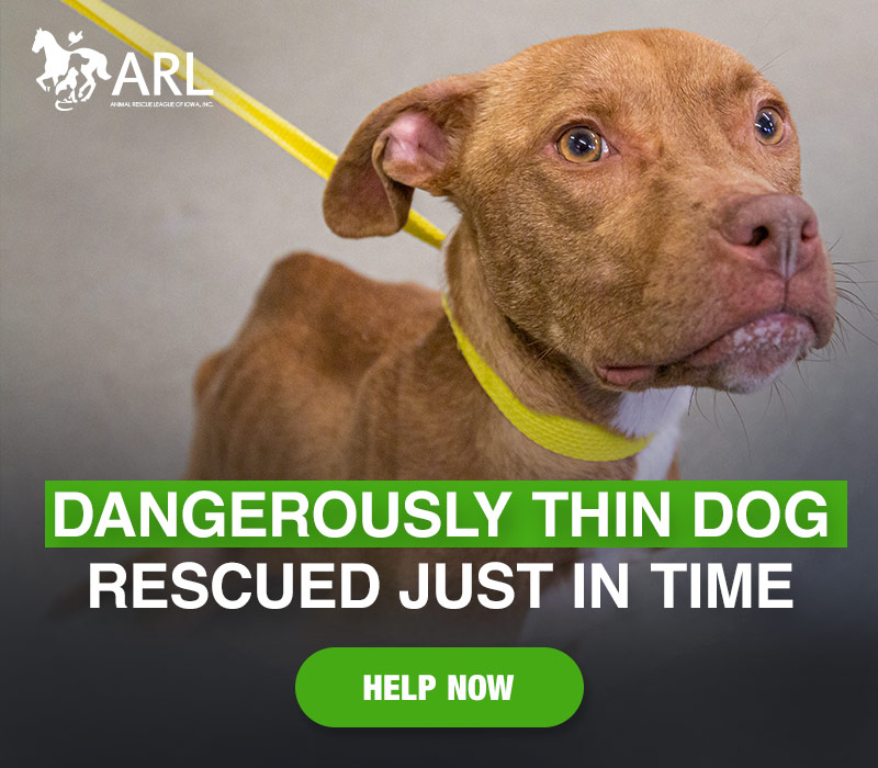 She arrived dehydrated and ravenous, and our medical team immediately rushed to her aid. She is so dangerously thin — just 20 pounds — that she could not have survived much longer without help.